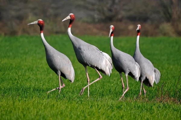 कर्णाली नदी क्षेत्रमा आइपुगे लक्ष्मण सारस