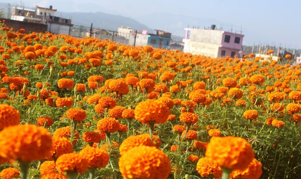 दसैँ, तिहार र छठमा पाँच करोडको फूल कारोबार