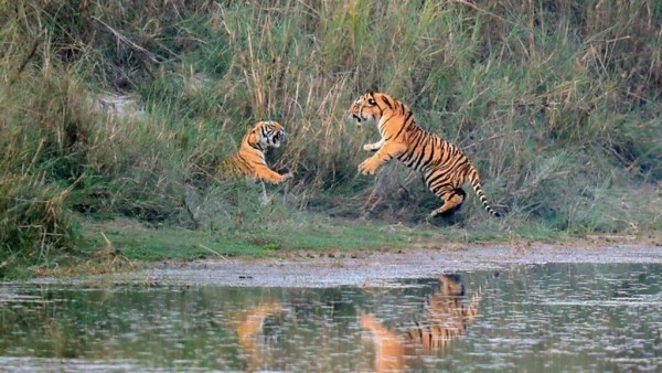 छेकबार लगाएपछि मानव–वन्यजन्तु द्वन्द्व घट्यो