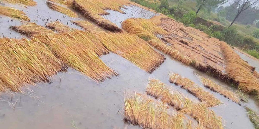 बाढीपीडित किसानको गुनासो-स्याहार्ने बेलाको धान बाढीले लग्यो, अब के गर्ने थाहा छैन