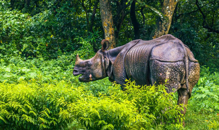 गैँडाको आक्रमणमा परी दुई घाइते