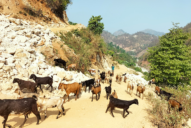 नौ हजार बढी बाख्रालाई पीपीआर विरुद्धको खोप