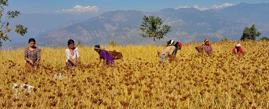 व्यवसायिक कोदो खेतीमा आकर्षित हुँदै किसान