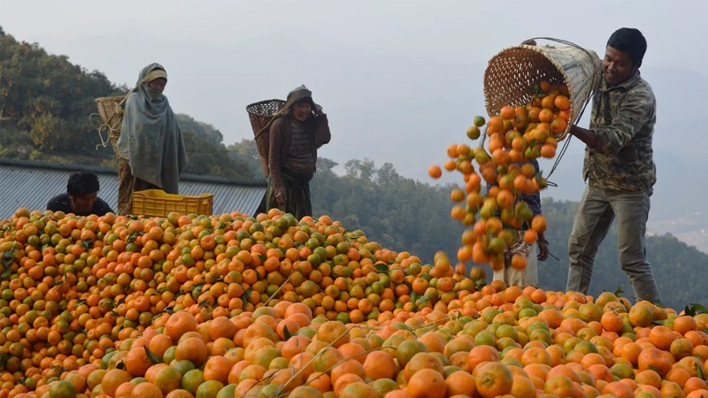 पाल्पामा ५२ करोड ७६ लाखको सुन्तला बिक्री