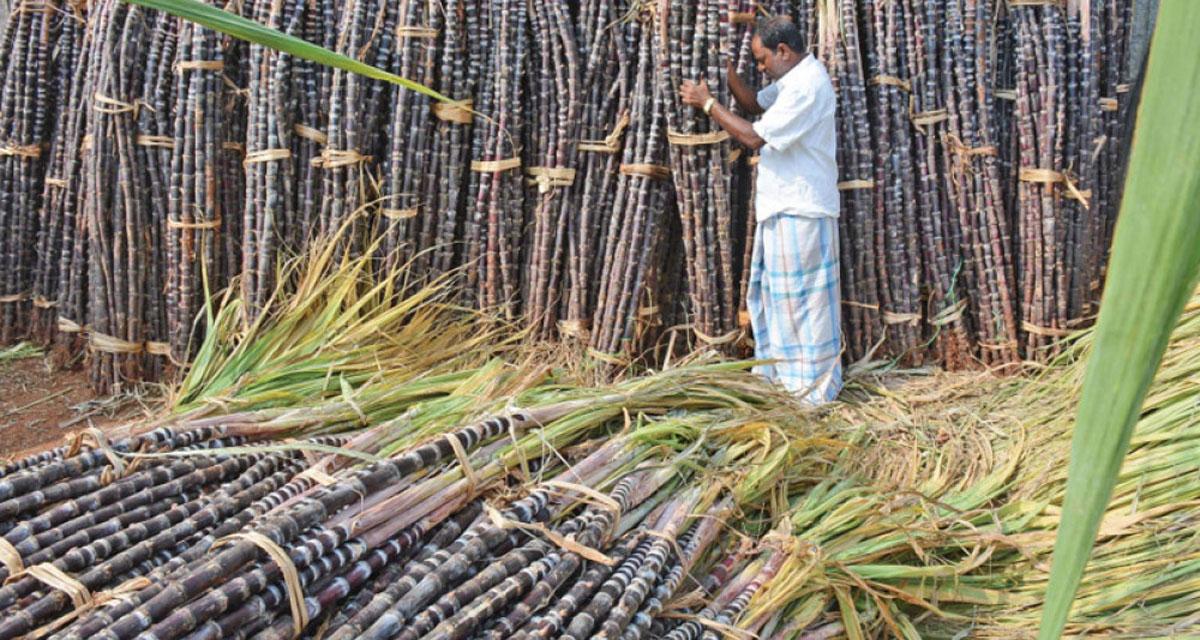 अनुदान रकम पाएपछि महोत्तरीका उखु किसान मक्ख